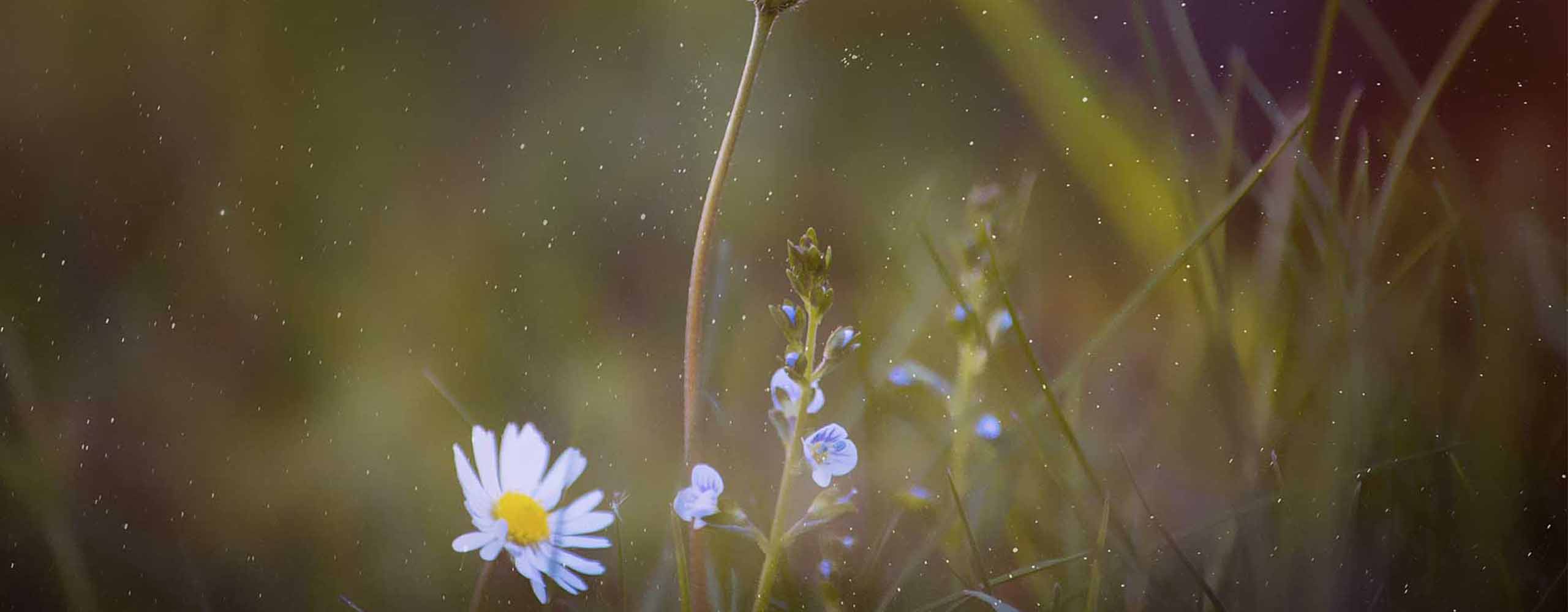 LUM LAH LUM LOU, VOT LAH VOT LOU!