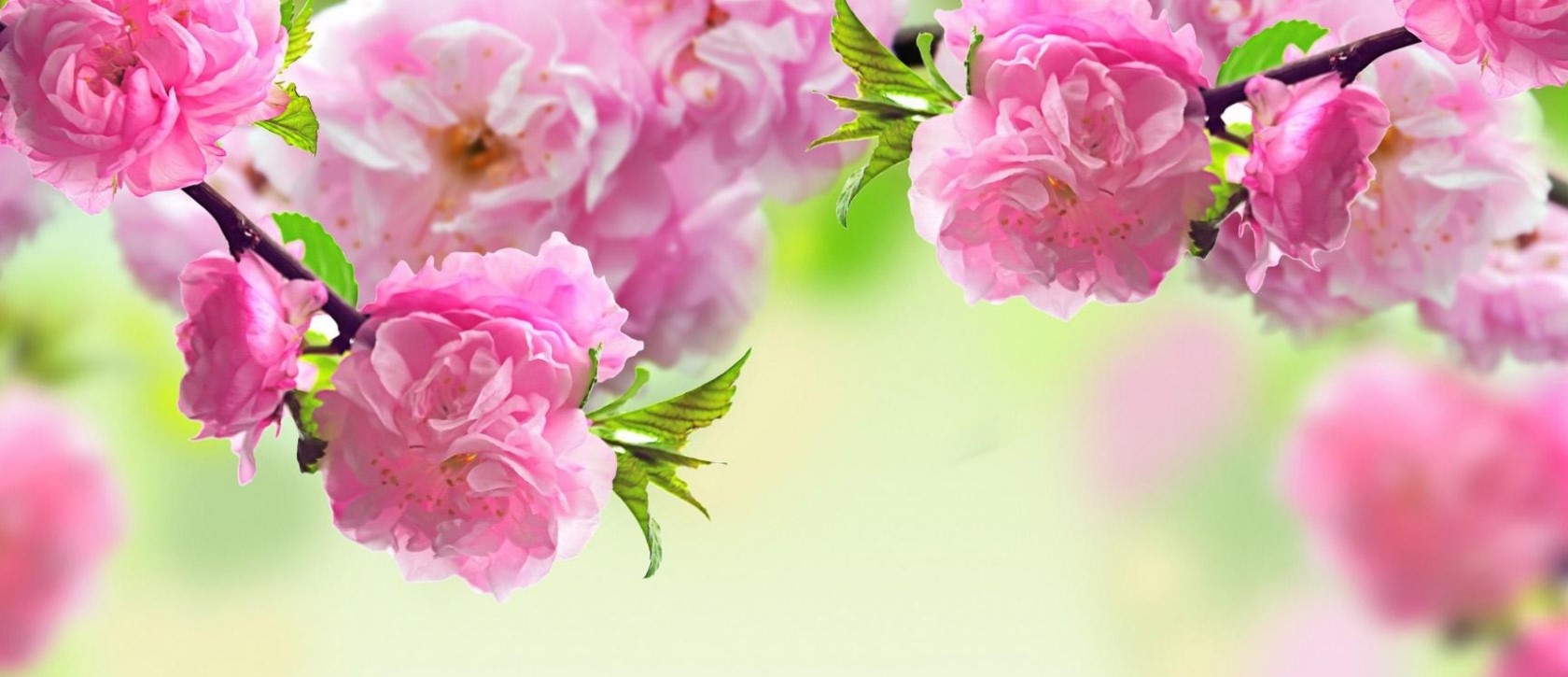 Bangteng Adi'n Hun A Om