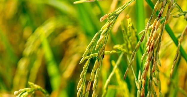 TOUPA GAM NNA SEM DING A SAP A OM I HIH LAM BANG CHI’N I THEITHEI DIA?