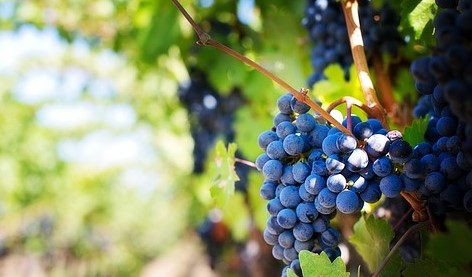 GAHSUAHNA: JESU KHRIST NUNGZUI CHETNA