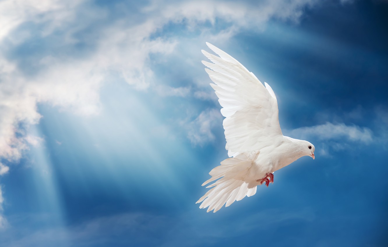 KHASIANGTHOU&#8217; THEIHSAKNA dove peace sky pigeon white 1973  Home New dove peace sky pigeon white 1973