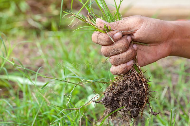 hand-female-pull-grass-vegetable-garden-138618701 hand-female-pull-grass-vegetable-garden-138618701 hand-female-pull-grass-vegetable-garden-138618701 hand-female-pull-grass-vegetable-garden-138618701 EI A KHELHNA OMTE KAIKHE PAHPAH NI hand female pull grass vegetable garden 138618701 Home New hand female pull grass vegetable garden 138618701